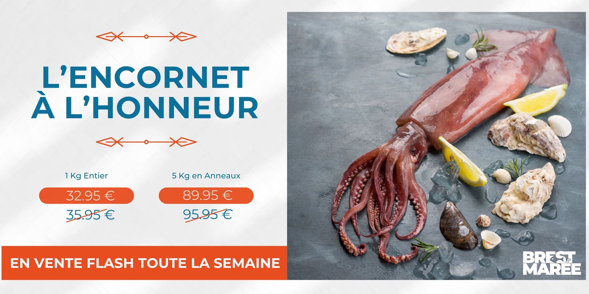 L'encornet à l'honneur