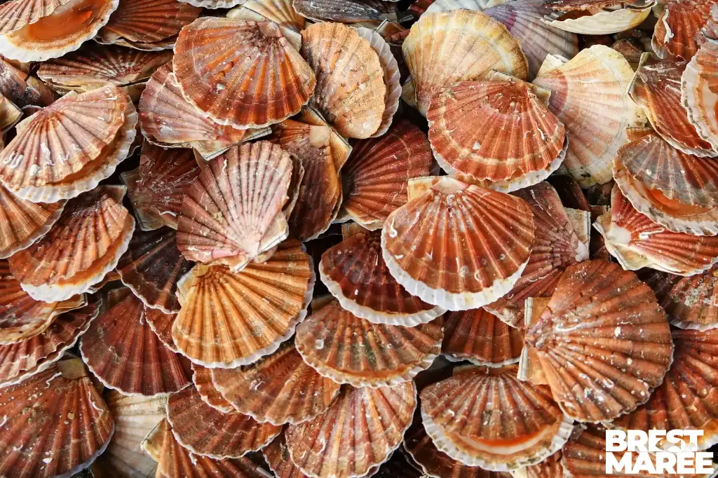 Coquilles St Jacques de la rade de Brest