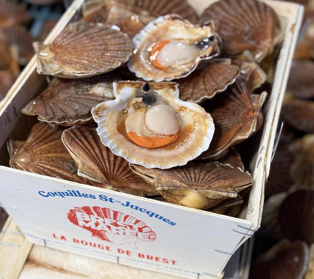 Coquilles St Jacques de la rade de Brest