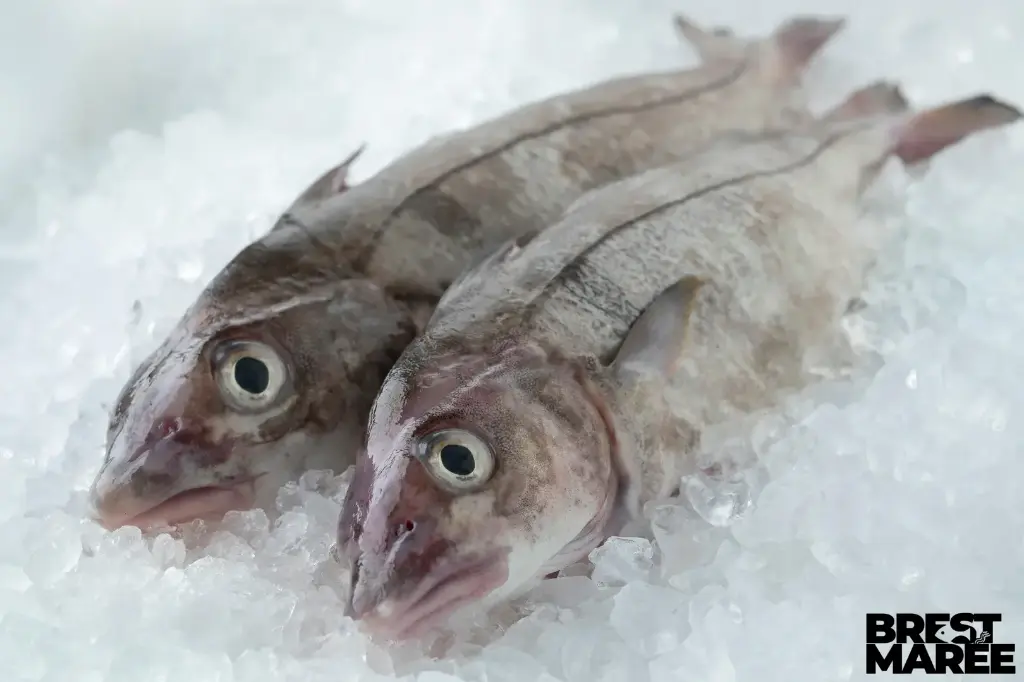 Eglefin Entier Vidé