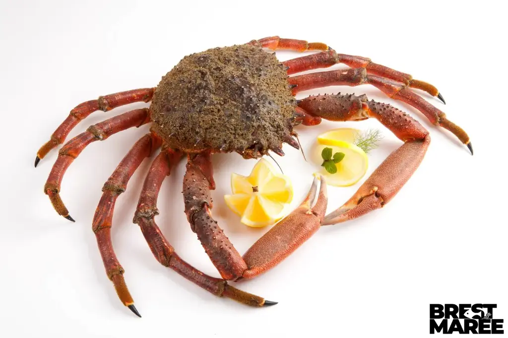 Araignée Mâle Vivante