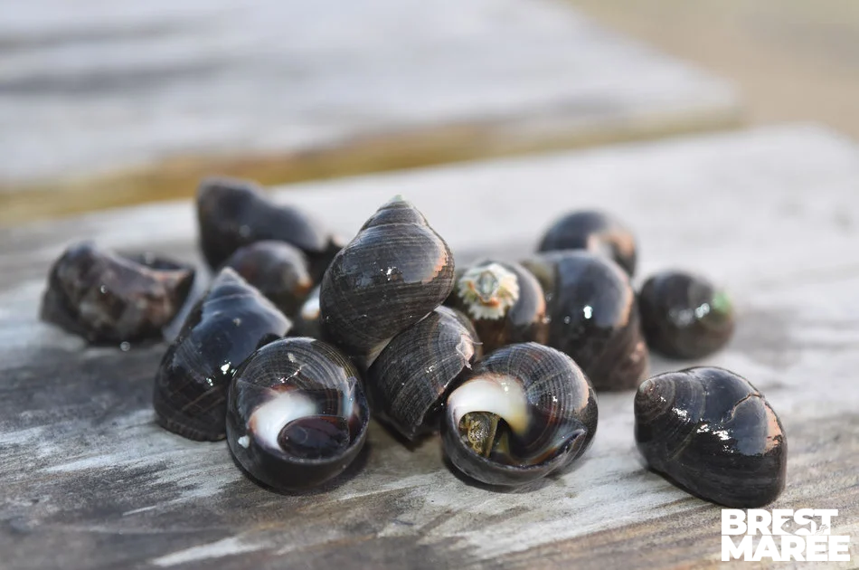 Bigorneaux Cuits