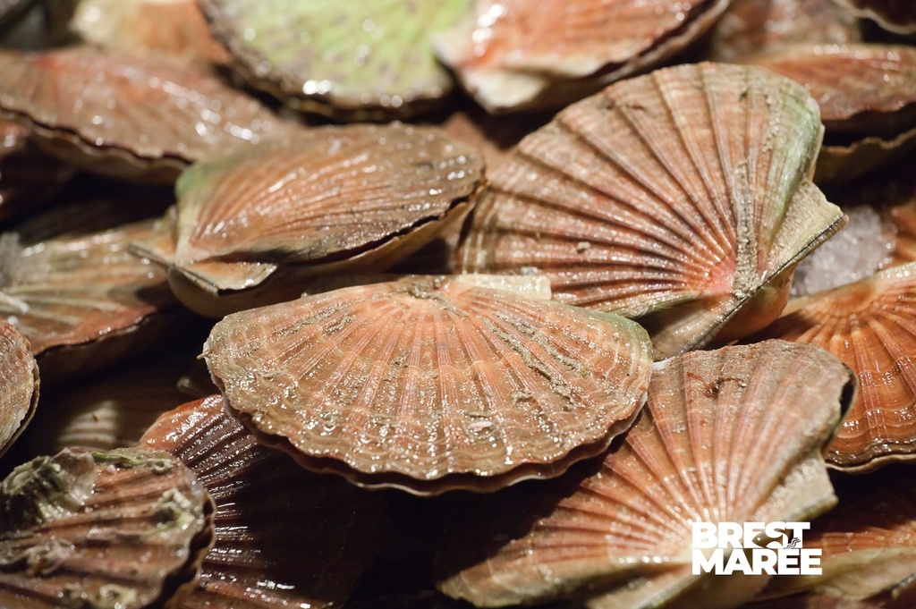 Coquilles Saint-Jacques de la baie de Saint-Brieuc