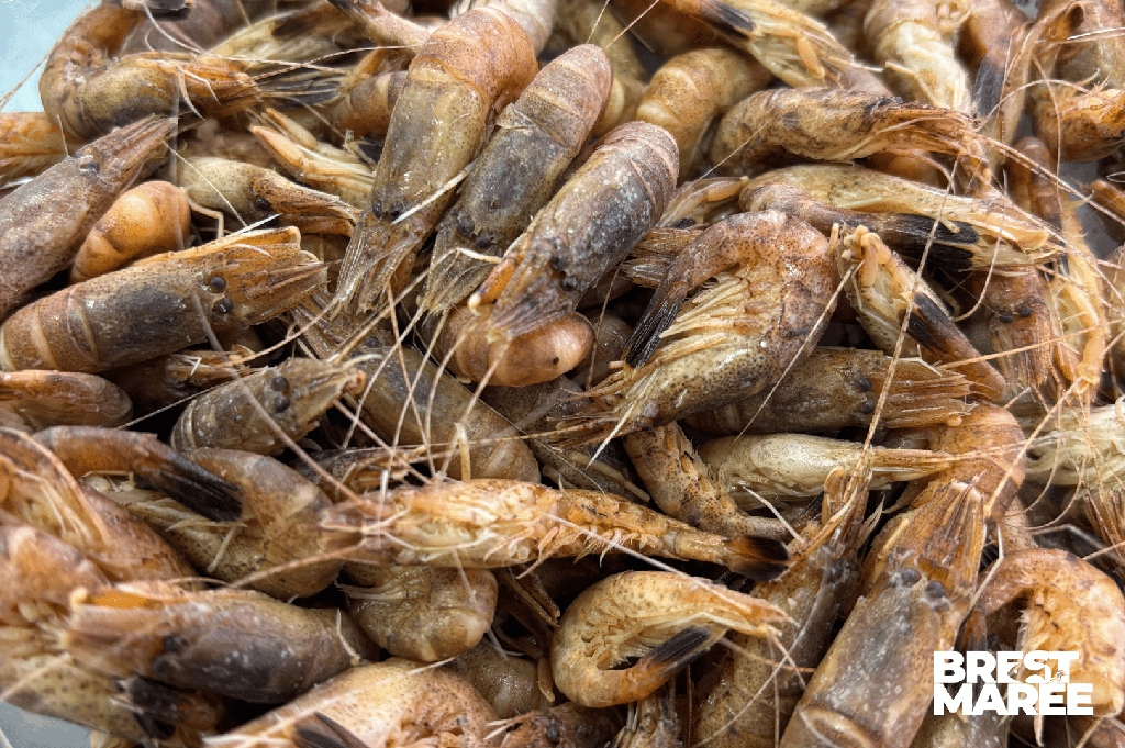 Crevettes Grises