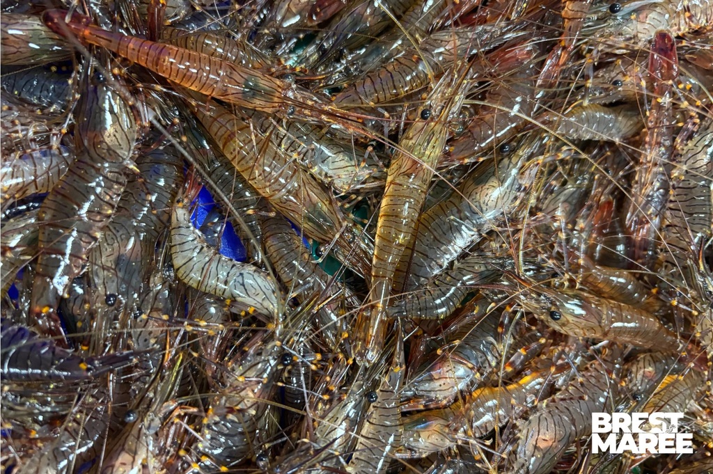 Crevettes Bouquet cuites