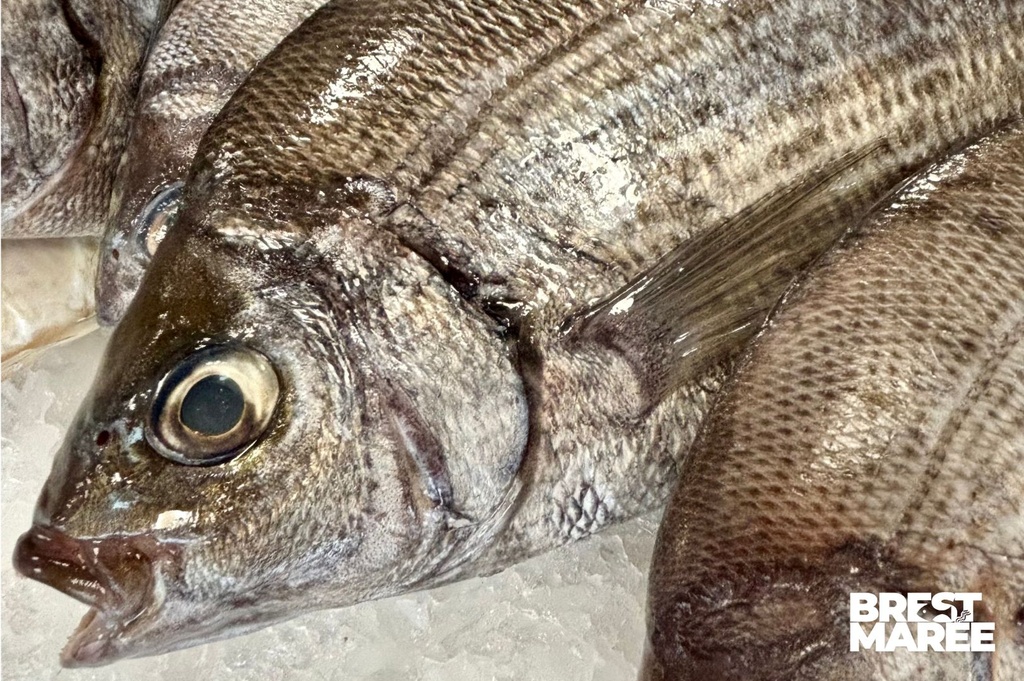 Dorade Grise