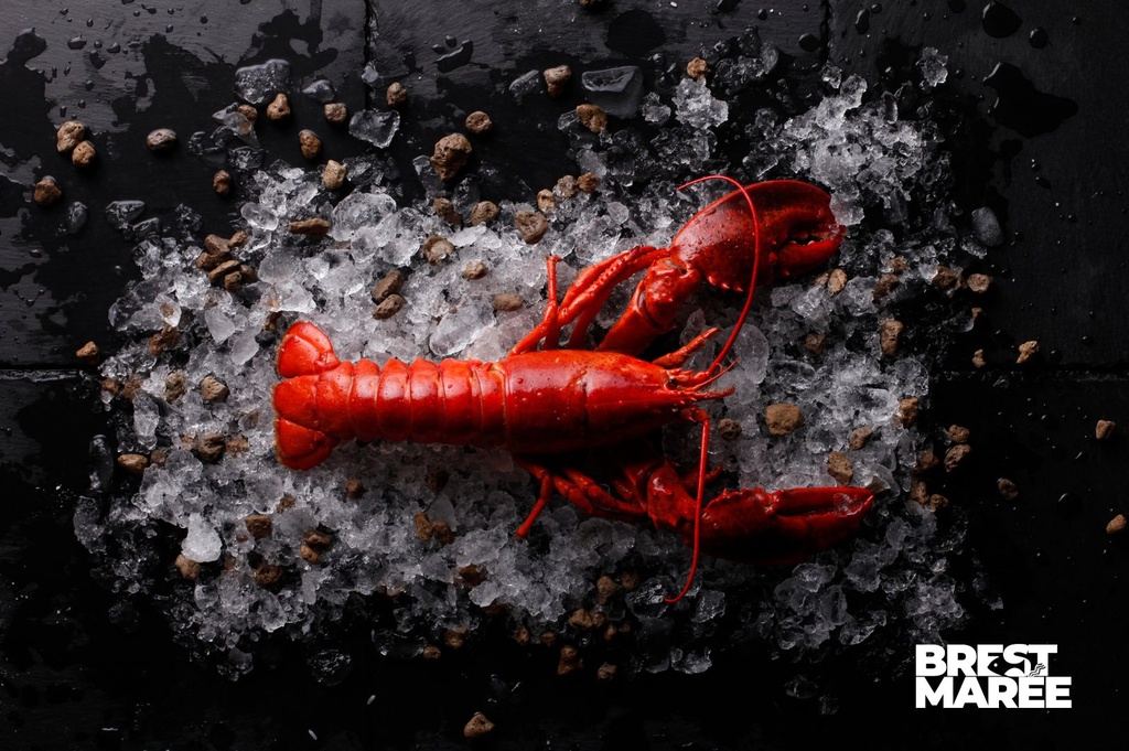 Homard Européen - Cuit