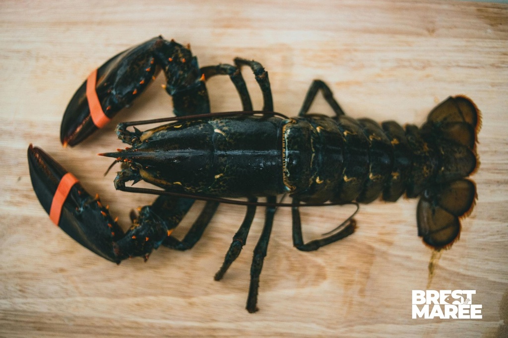 Homard Européen