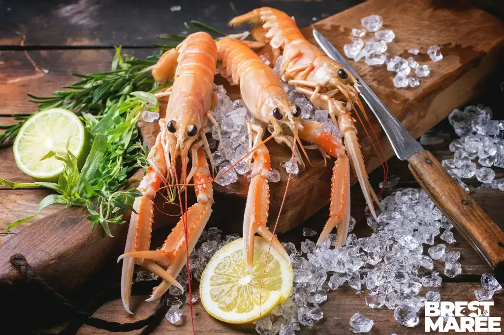 Langoustines Vivantes "Petites Bretonnes"