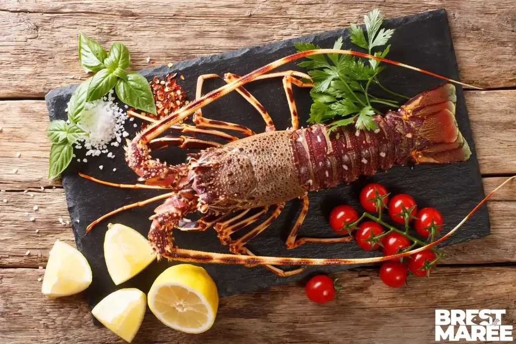 Langouste Royale vivante