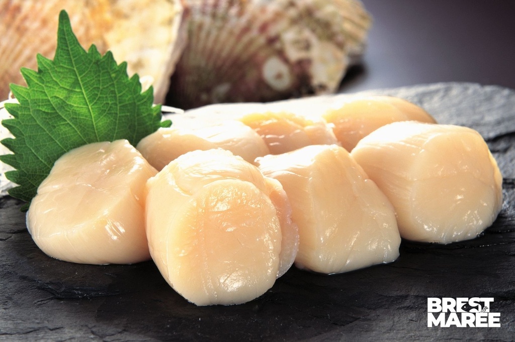 Noix de Coquilles Saint-Jacques de la baie de Saint-Brieuc