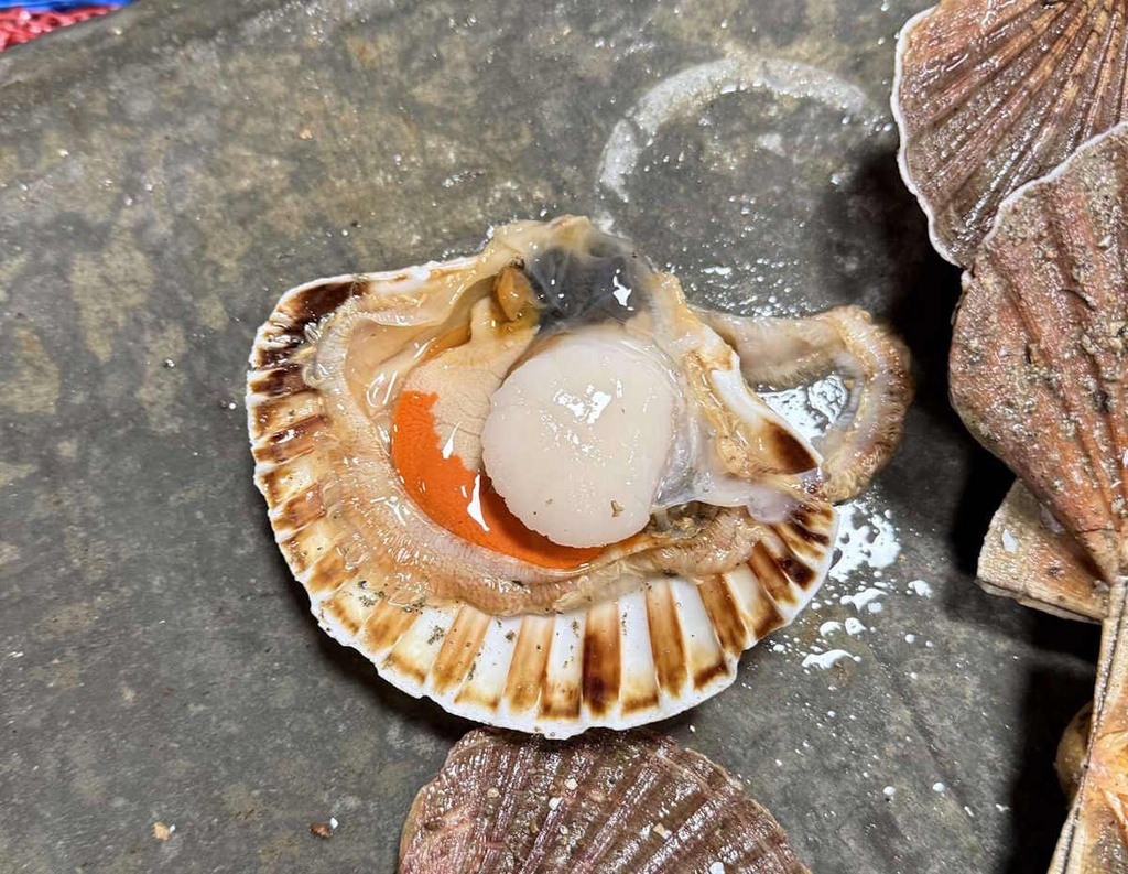 Noix de coquilles St Jacques "Rouge de Brest"