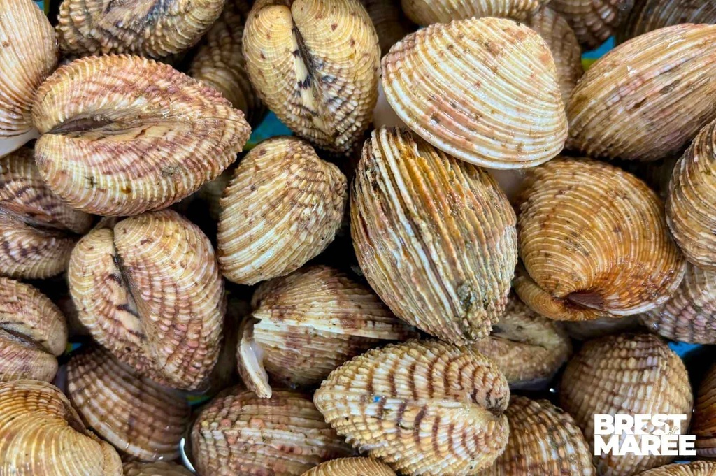 Praires de la Baie de Saint-Brieuc