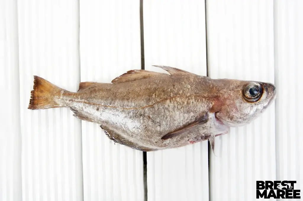 Tacaud