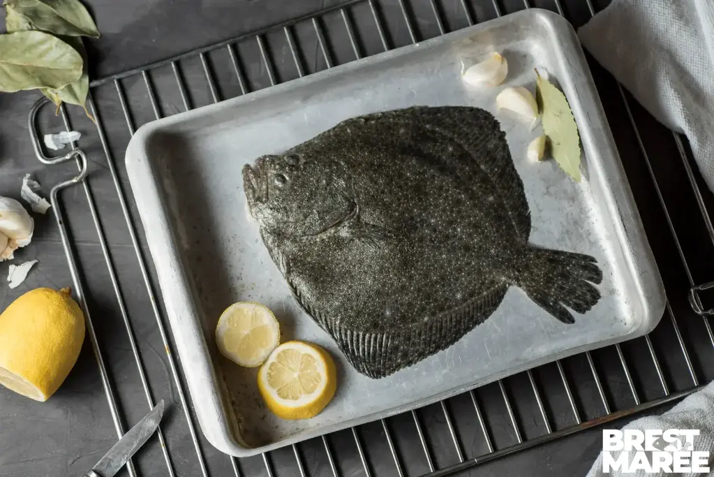 Turbot