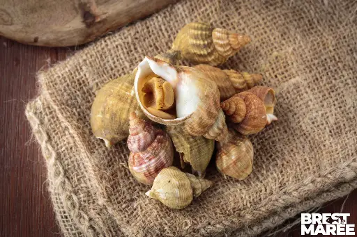 [2008.14] Bulots Cuits