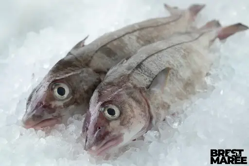 [ANON1] Eglefin Entier Vidé