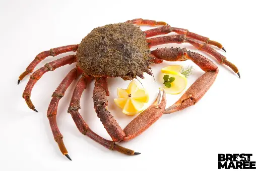 [ARAIG.21] Araignée Mâle Vivante