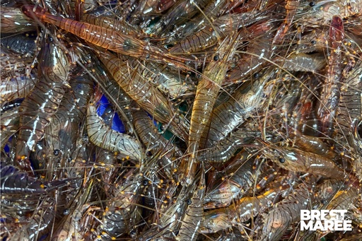 [CREVE.20] Crevettes Bouquet cuites