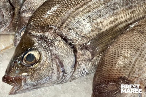 [DORAD.03] Dorade Grise