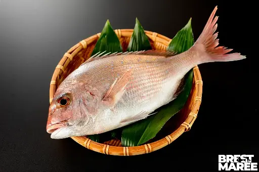 [DORADE11] Pagre Commun ou Dorade Rose