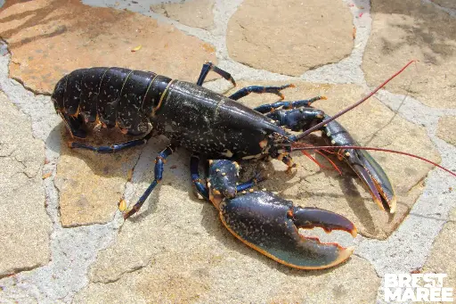 [HOMARD.02] Homard Européen