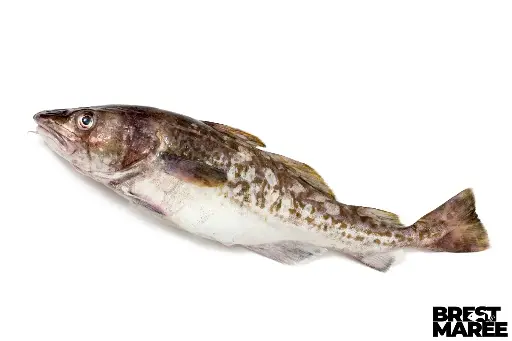 [KBIO.04] Cabillaud VAT