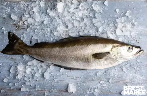 [LIEU.07] Lieu Jaune VAT