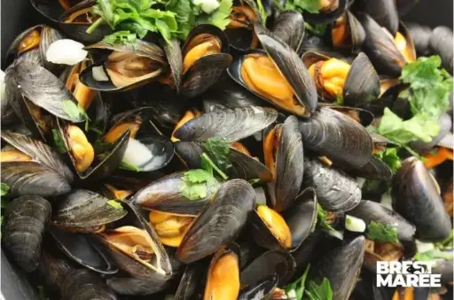 [MOULE.01] Moules de Bouchot AOP Baie du Mont St-Michel