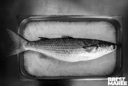 [MULET.02] Mulet noir