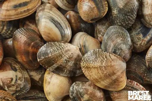 [PALOUR.01] Palourdes Grises de Bretagne