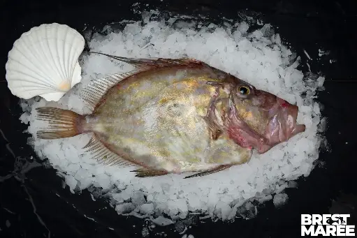 [SAINT.02] Saint-Pierre