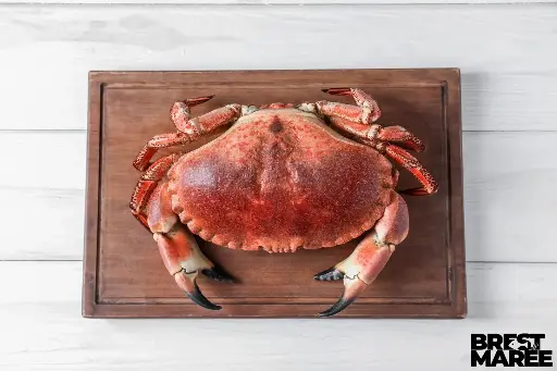 [TOURT.04] Tourteaux Femelles