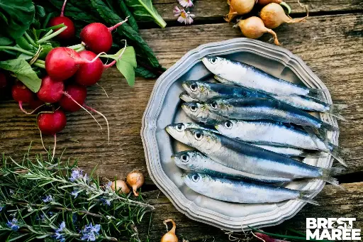 Sardines