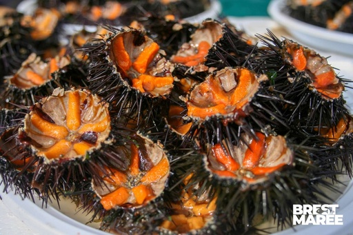 [OURS.PART] Oursin "Petit Violet"